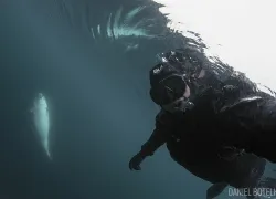 scuba-diver-selfie-narwhal-ice-arctic.jpg.webp