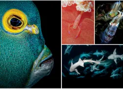 scuba-diving-magazine-photo-contest-teaser.png.webp