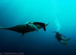 scuba-diving-underwater-manta-thailand..jpg.webp