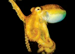 scuba-look-mototioctopus-jeffreychuadeguzman.jpg.webp