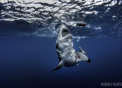scuba-underwater-photo-contest-great-white-shark.jpg.webp
