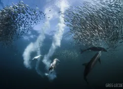 scuba-underwater-photo-contest-sardine-run-south-africa_.jpg.webp