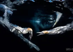 scuba_diving_photo_contest__grand_prize_winner_scd_pc_.jpg.webp