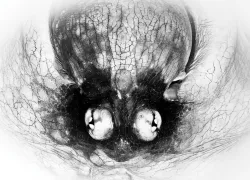 scuba_photo_contest__honorable_mention_octopus_michael_gallagher_teaser_scd_pc_.jpg.webp