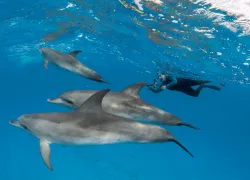 sea-hero-denise-herzing-underwater-dolphins-.jpg.webp