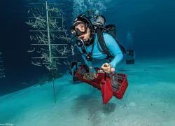 sea-hero-francesca-virdis-coral-tree-may-.jpg.webp