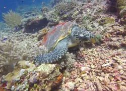 sea-turtle-diet.png.webp