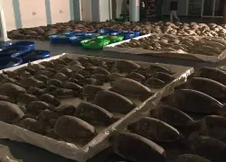 sea-turtles-inside-courtesy-sea-turtle-inc.jpg.webp