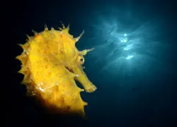 seahorse_photographer_spotlight_adriano_morettin__teaser.jpg.webp