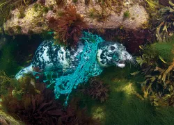 seal-caught-net-alex-mustard_.jpg.webp