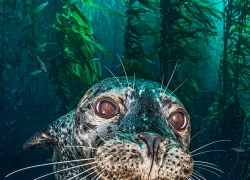 seal-with-kelp-alex-mustard.jpg.webp