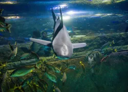 sealife-photoshoot-shark.jpg.webp