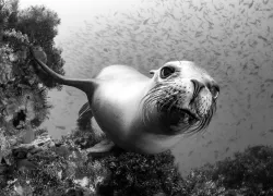 sealion.alexmustard.scubadivingmagazine.april.jpg.webp