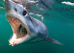 seawatch_mako_shark.jpg.webp
