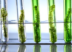 seaweed-research-shutterstock-chokniti-khongchum.png.webp