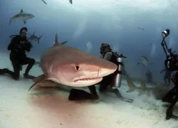 shark-wildlife-tourism-hutterstock_.jpg.webp