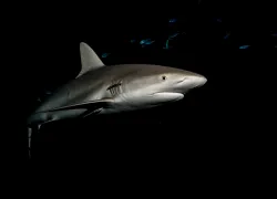 shark_michaelgeyer_photography_shutterstock_.jpg.webp