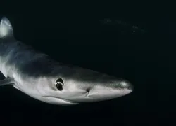 shark_night_diving_rhode_island_thumbnail.jpg.webp