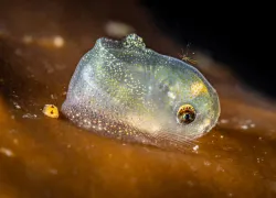 snailfish-and-diatom_patrickwebster_edit.jpg.webp