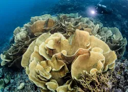 solomon-islands-coral-renee-capozzola.jpg.webp