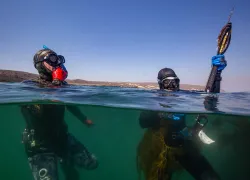 spearfishing-freedivers-at-surface-michael-langhans.jpg.webp
