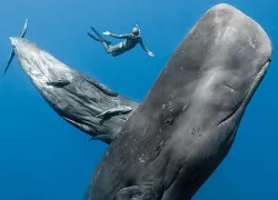 sperm-whales_scuba-diving_underwater_photo.jpg.webp