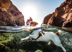 split-dog-albert-casals-olmo.jpg.webp