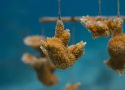 staghorn-coral-restoration-shutterstock-peter-douglas-clark-web.jpg.webp