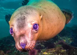 stellar_sea_lion.jpg.webp