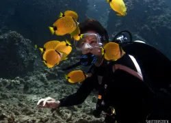 stockphoto-hawaii-beginner-dive-scubadiving_.jpg.webp