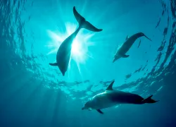sunburst-dolphins-alex-mustard.jpg.webp