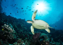 sunbursts-photo-tips-turtle-brent-durand_o.jpg.webp