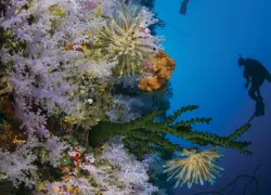 taveuni-great-white-wall-shutterstock-hsexposures.png.webp