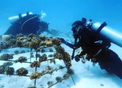 teaser-coral-replanting-dhigurah-lagoon-credit-courtesy-coral-mission-foundation.jpg.webp
