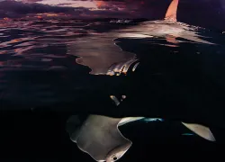 teaser-image_scuba-diving-bahamas-hammerhead-shark-sunset-photo.jpg.webp
