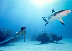 teaser-linden-mermaid-shark-credit-matthew-addison.png.webp