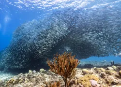teaser-mackerel-schooling-curacao-credit-shutterstock-naturepicsfilms.png.webp