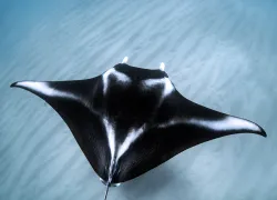 teaser-manta-ray-ningaloo-reef-credit-shutterstock-lewis-burnett.png.webp