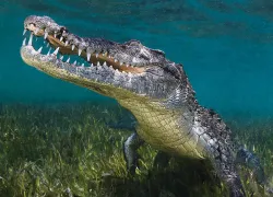 teaser_underwater-american-crocodile-mexico-scuba-diving.jpg.webp