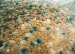thailand-jellyfish-bloom-shutterstock-jitinatt-jufask.png.webp