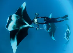 thomas-peschak-sea-hero-teaser.jpg.webp
