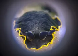 ti_nudibranchs.jpg.webp