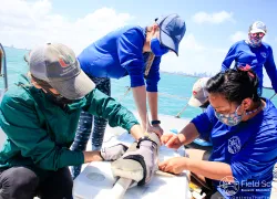tiff-shark-girth-measurement-julia-wester-field-school.jpg.webp