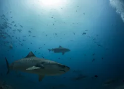 tiger-shark-science-stop--becca-hurley.jpg.webp