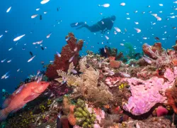 tobias-friedrich-dc-gallery-images-sealife-cameras___below_surface_tobias_friedrich_.jpg.webp