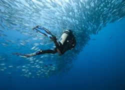 trevally-diver-shutterstock-marc-henauer.jpg.webp
