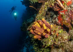turks_and_caicos_wall_diving-_.png.webp