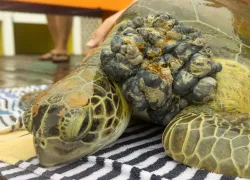 turtle-rescue-tenora-tumor-.jpg.webp