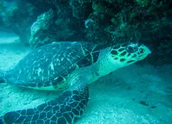 turtle.jpg.webp