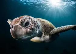 turtle_.jpg.webp